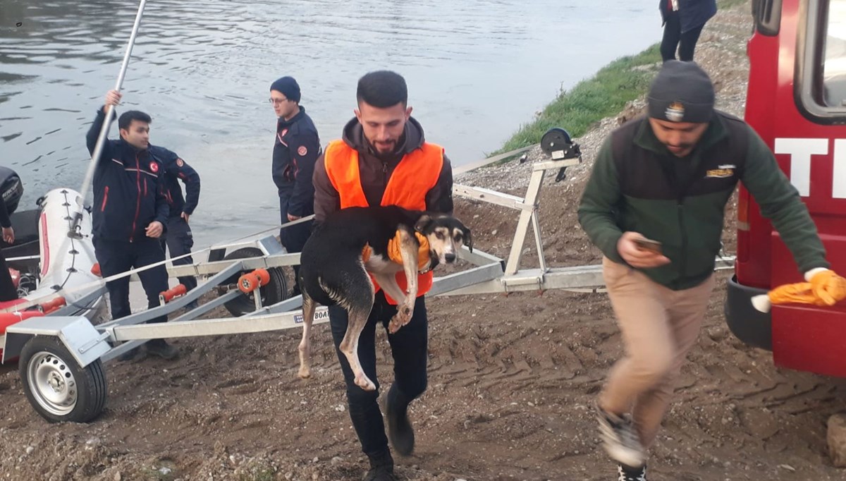 Kızılırmak'ta mahsur kalan köpek kurtarıldı