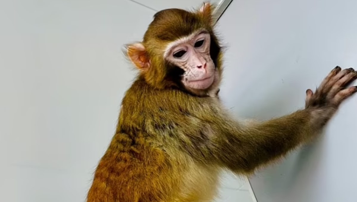 Bilim insanları ilk kez bir Rhesus maymununu başarıyla klonladı
