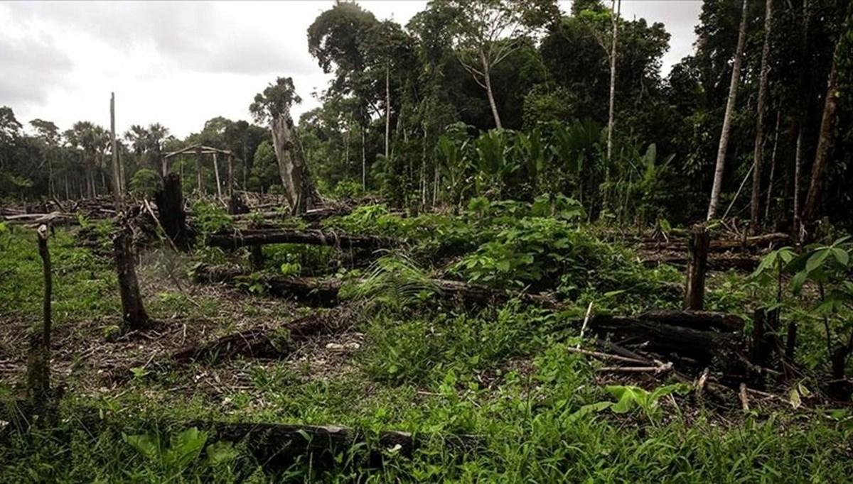 Brezilya'da Amazon yağmur ormanlarında azalma