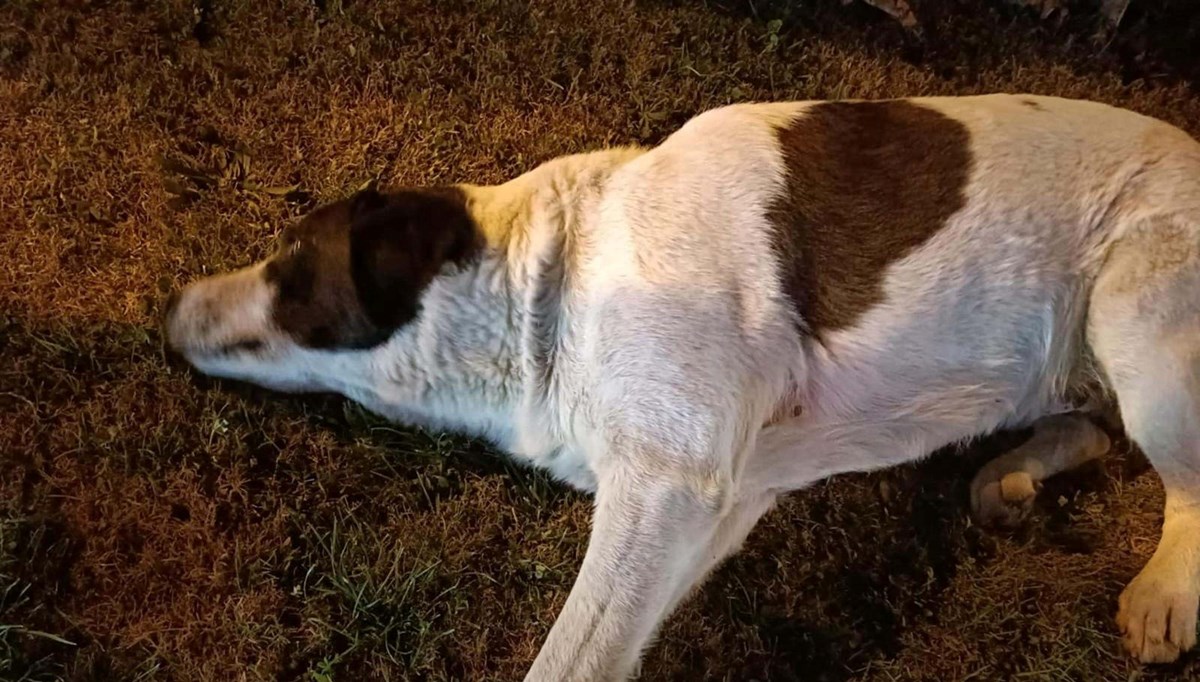 Çiğli’de 13 köpek zehirlendi: 11'i öldü