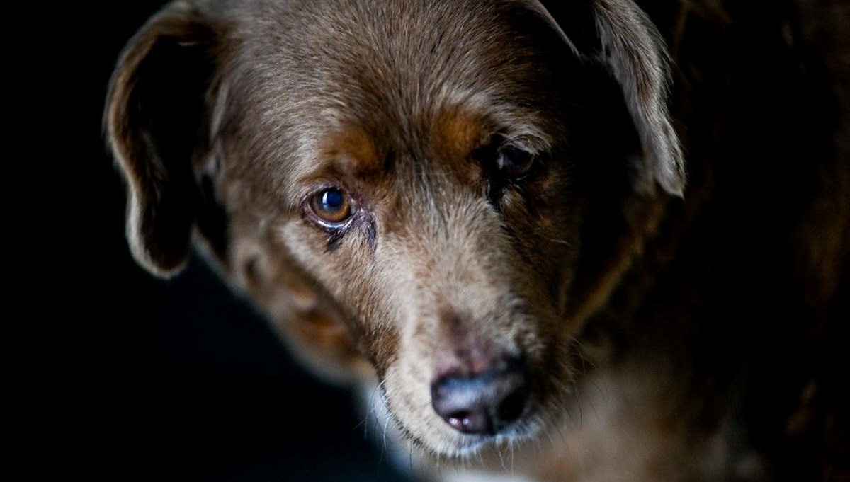 Dünyanın en yaşlı köpeği Bobi'nin unvanı askıya alındı