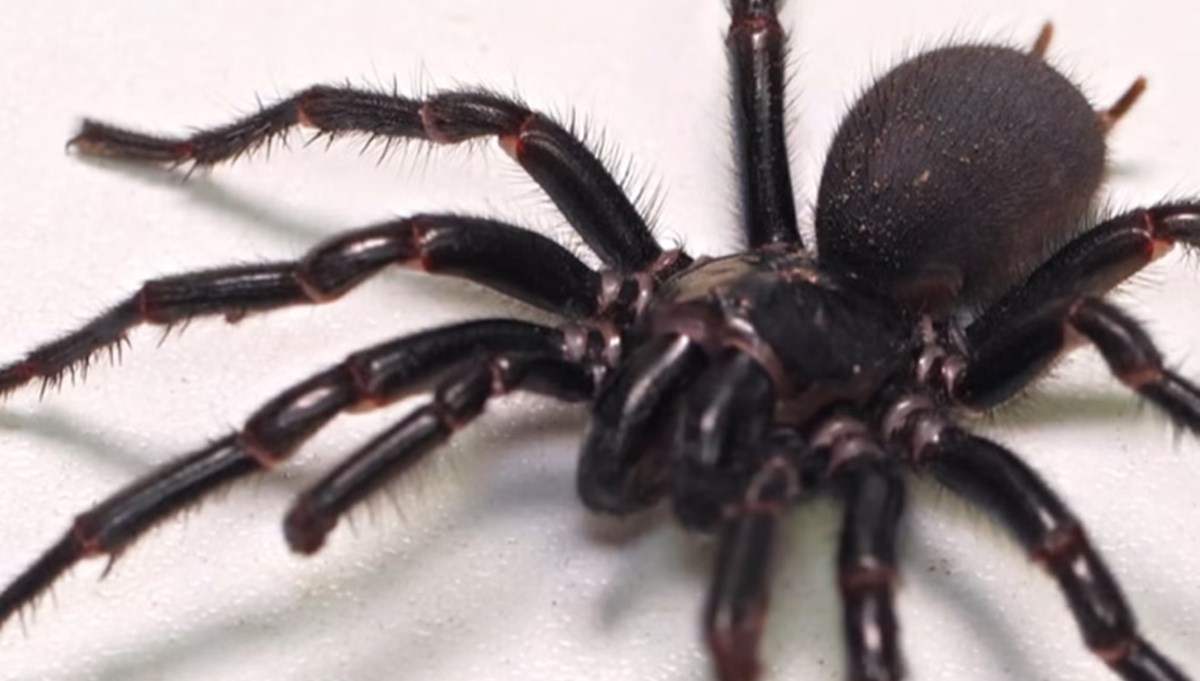 Dünyanın en zehirli örümceğinin en büyük örneği Avustralya'da bulundu