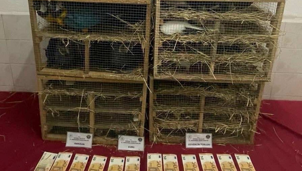 Edirne'de, kamyonette 124 kuş ele geçirildi