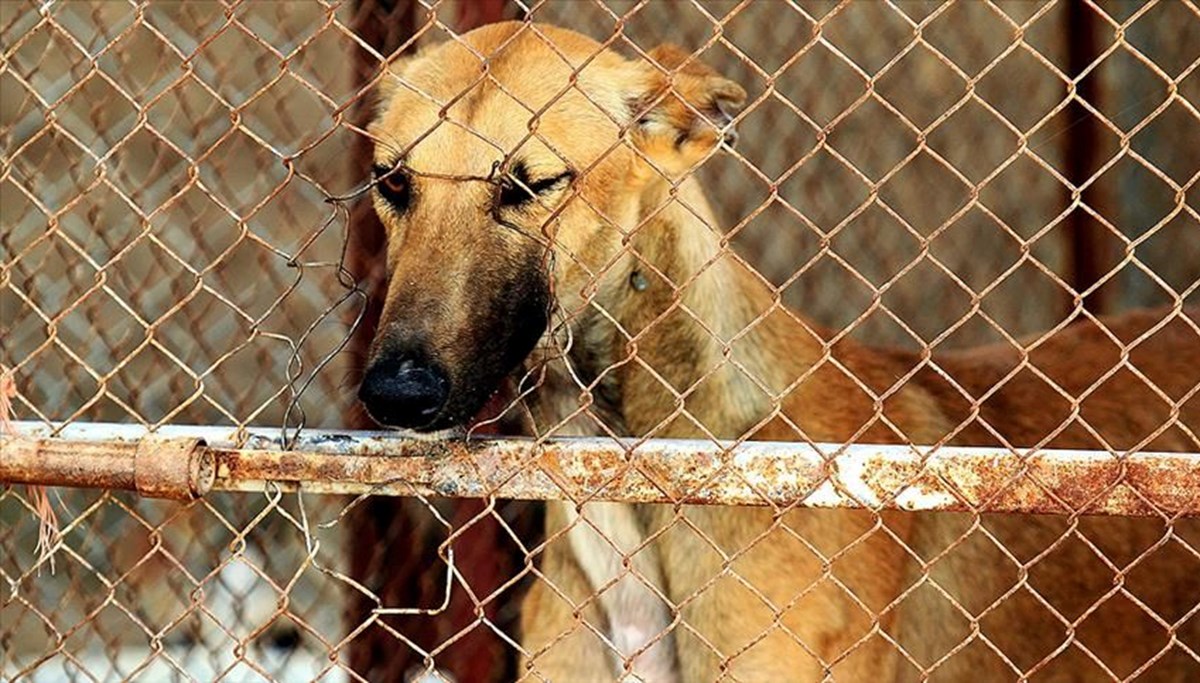 Корни купить собаку. A Dog in a Cage. Фото китайца и собаки около мясного магазина с собачатиной.