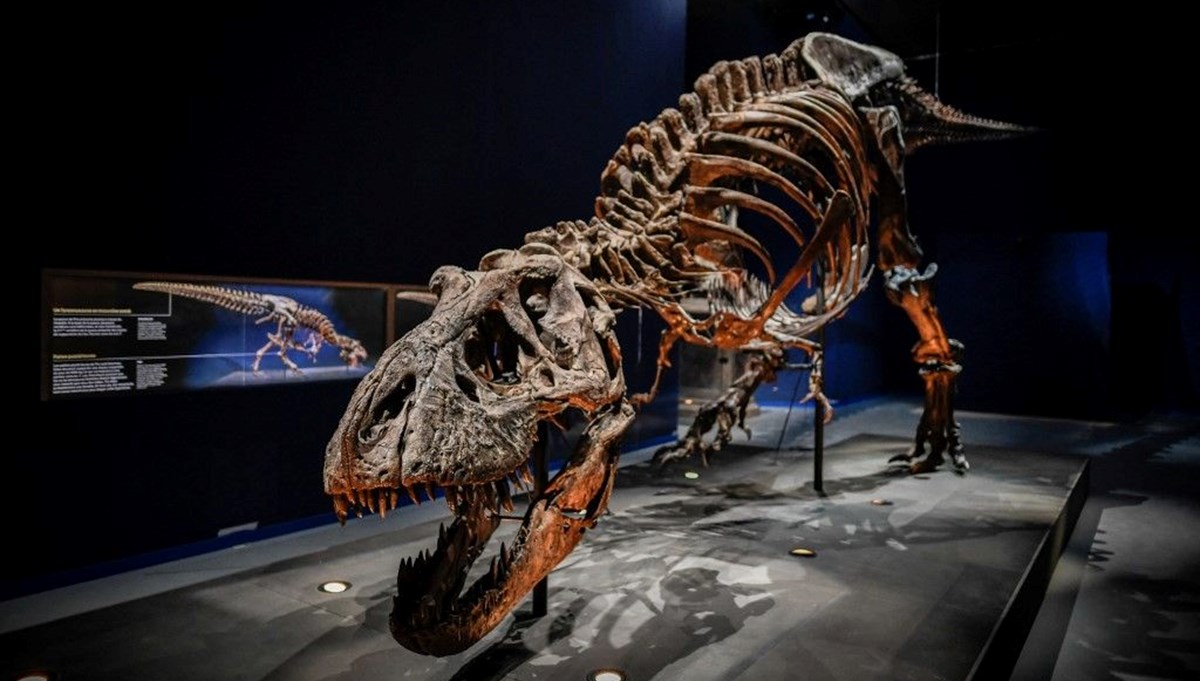 New Mexico'da dinozorların kralı T-Rex'in bilinen en yakın akrabası keşfedildi