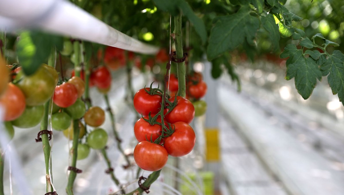 Sivas'ta Hollanda tipi üretim | Salkım domatesler Avrupa'ya satılıyor