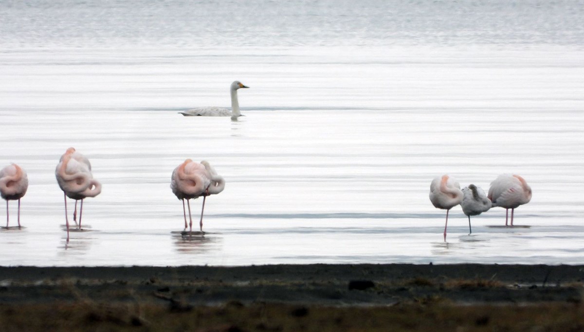 Van Gölü'nde flamingolar göç etmedi