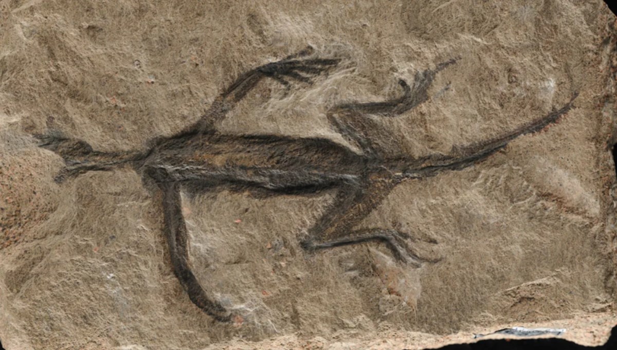 İtalya'da bulunan 280 milyon yıllık fosil sahte çıktı