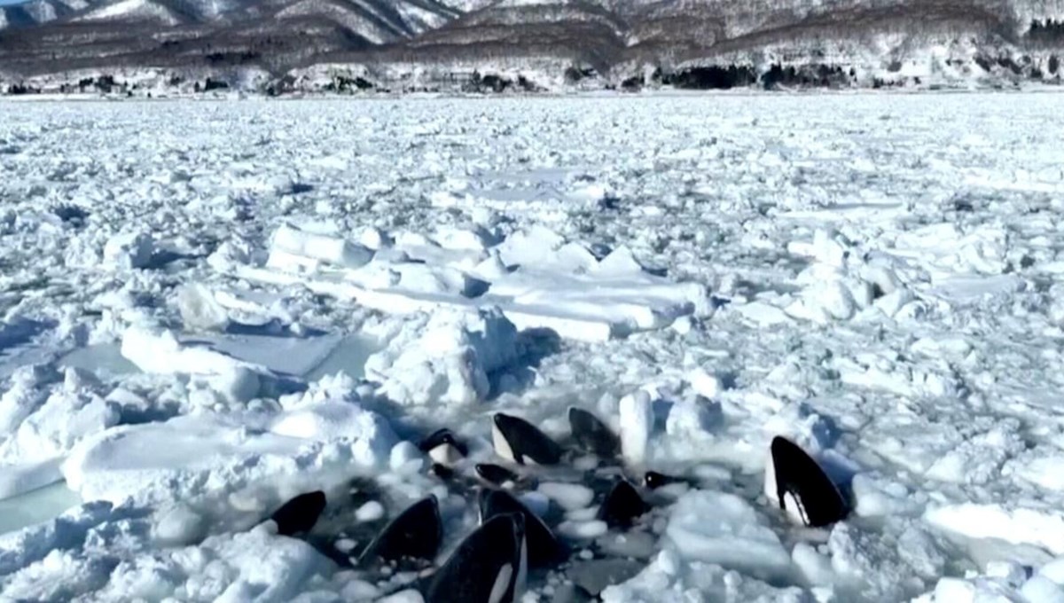 Japonya'nın 10 katil balina buzda sıkışıp kaldı