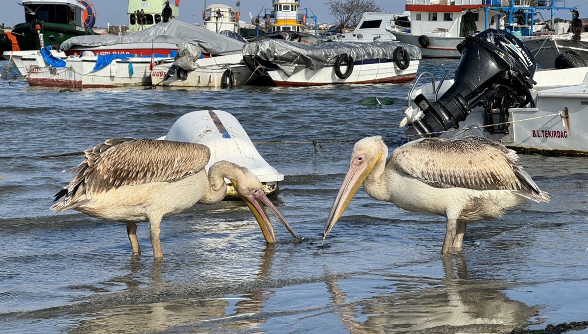 Pelikan Osman ve İbo bu sene göç etmedi