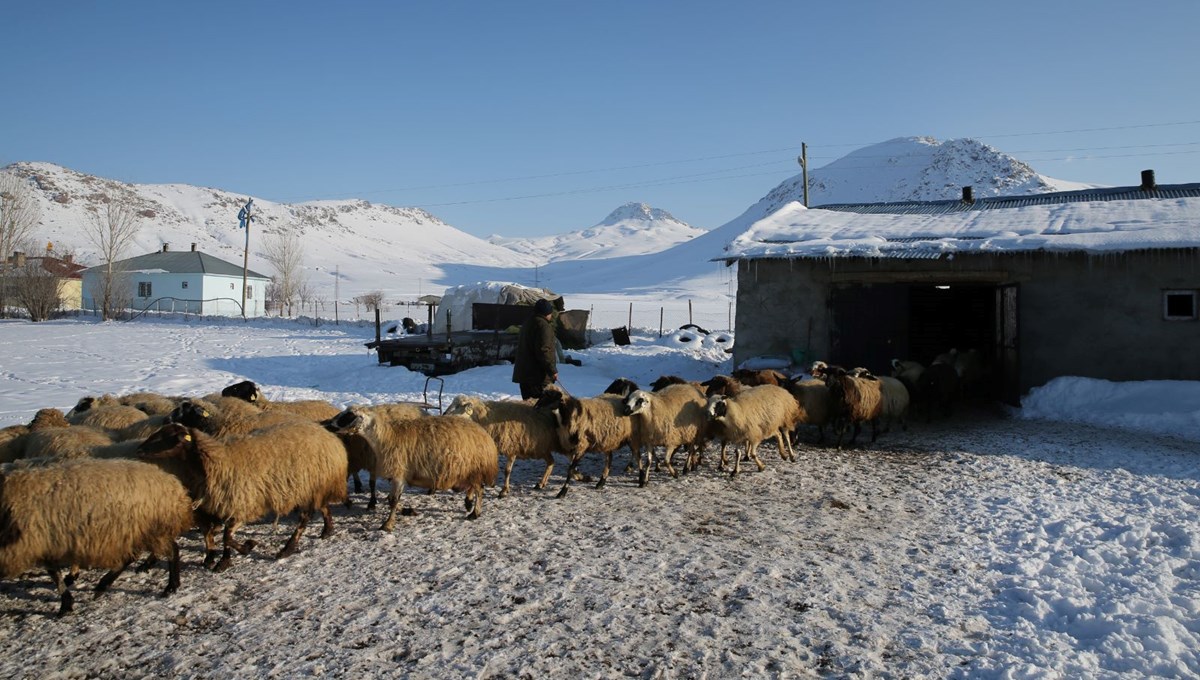 Van'da 3 yılda 165 bin koyun desteği