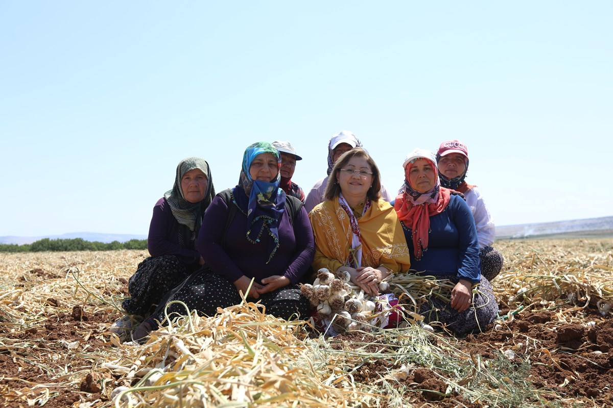 Gaziantep Büyükşehir Belediye Başkanı Fatma Şahin sarımsak üreticisi kadınlarla