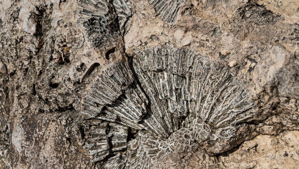 Dünyanın en eski ağaç fosilleri bulundu