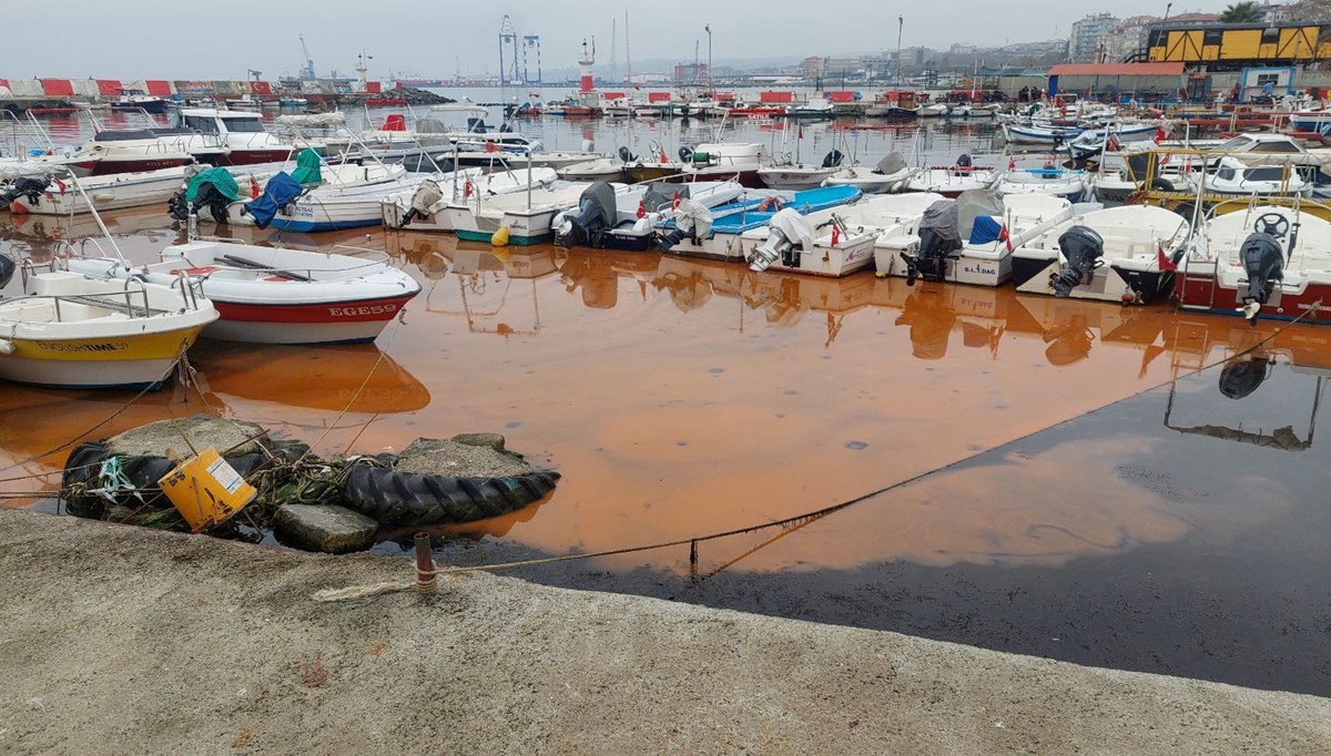 Marmara'da korkutan görüntüler: Rengi değişiyor, denizanası istilası yayılıyor