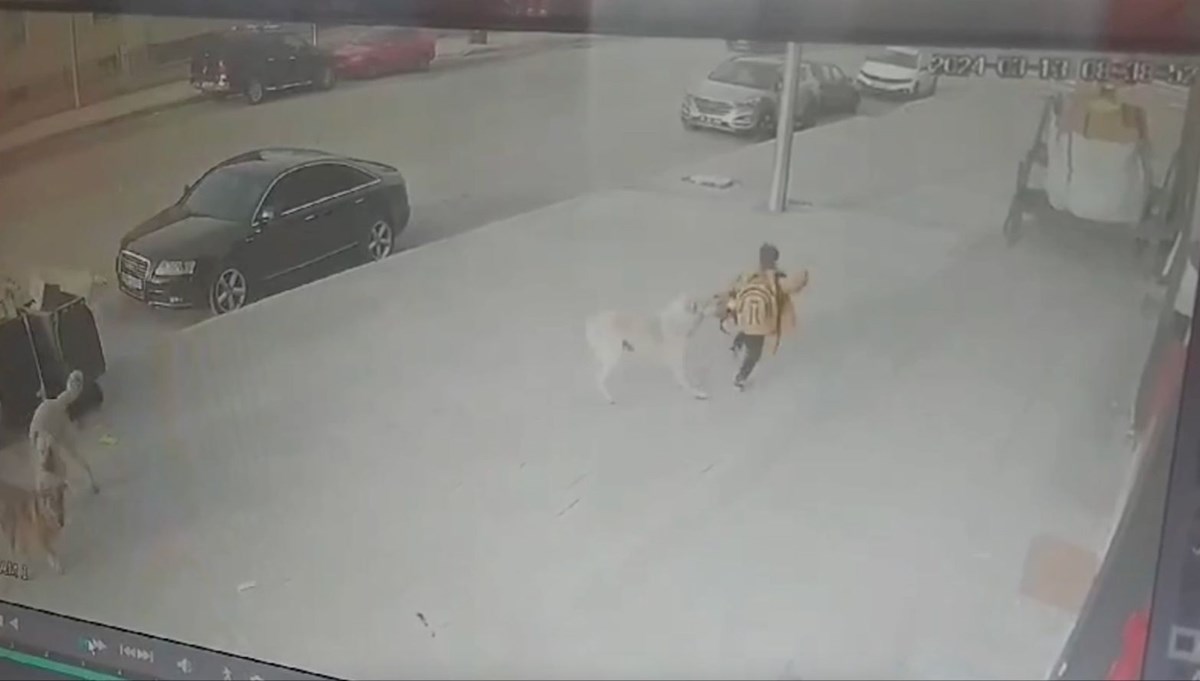 Sokak köpekleri ilkokul öğrencisine saldırdı