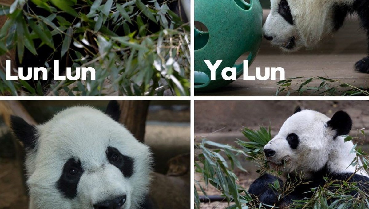 ABD son dört pandasını Çin'e gönderiyor