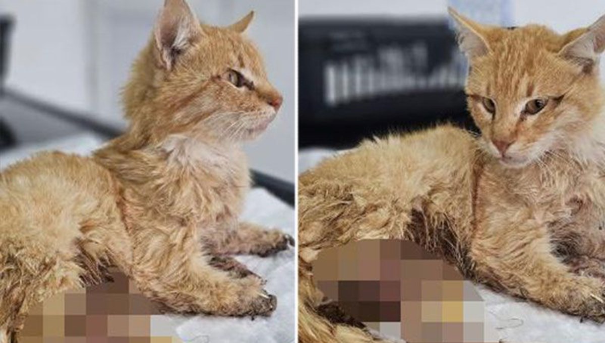 Kayseri'de vahşet: 3 ayağı kesilmiş halde bulunan kedi öldü