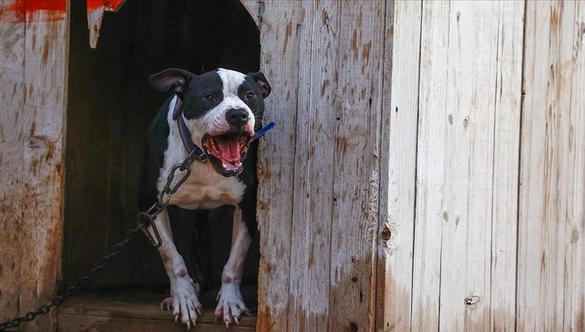 Pitbull saldırısında köpeğin sahiplerine hapis cezası (Yaşlı kadının bacağı kesilmişti)