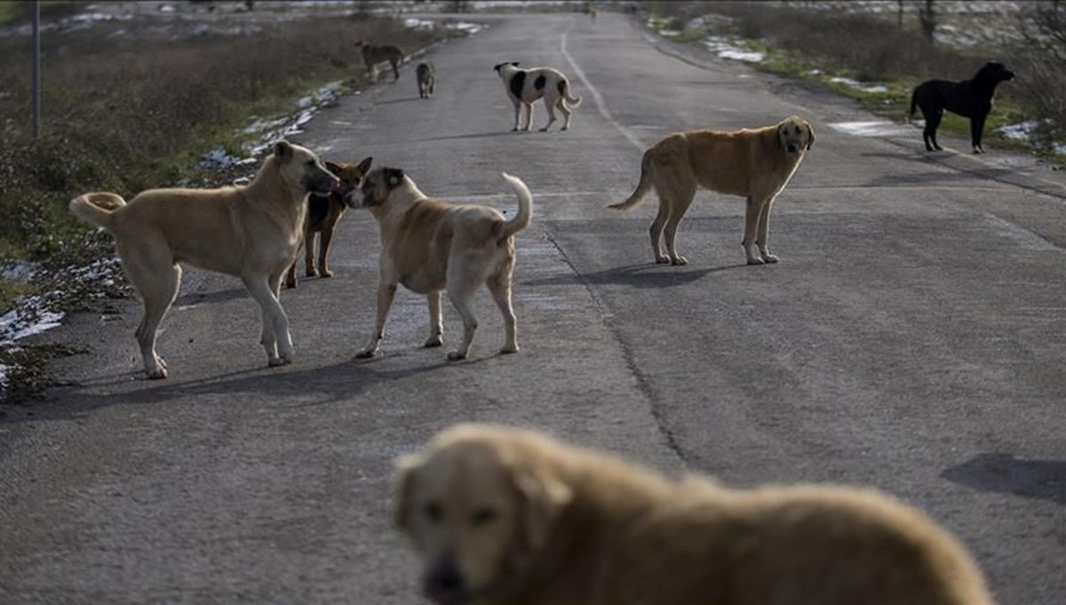 Sokak köpekleri için yeni düzenleme: Uzmanlardan planlı kısırlaştırma önerisi