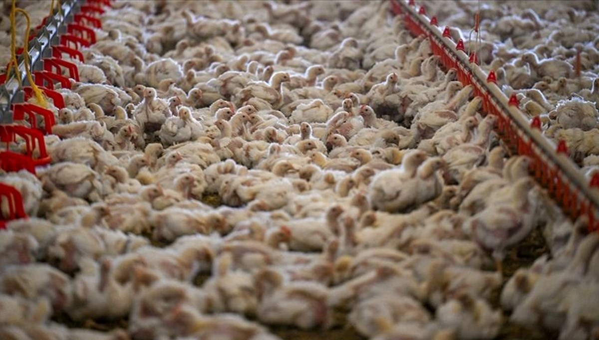 Tavuk eti üretiminde artış