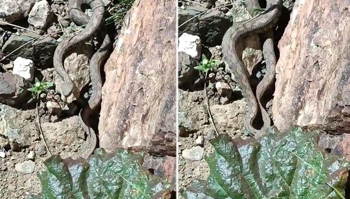 Van'da Türkiye’nin en zehirli yılanı görüldü