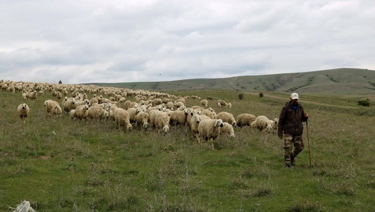 50 bin lira maaşa çalıştıracak çoban bulamıyorlar