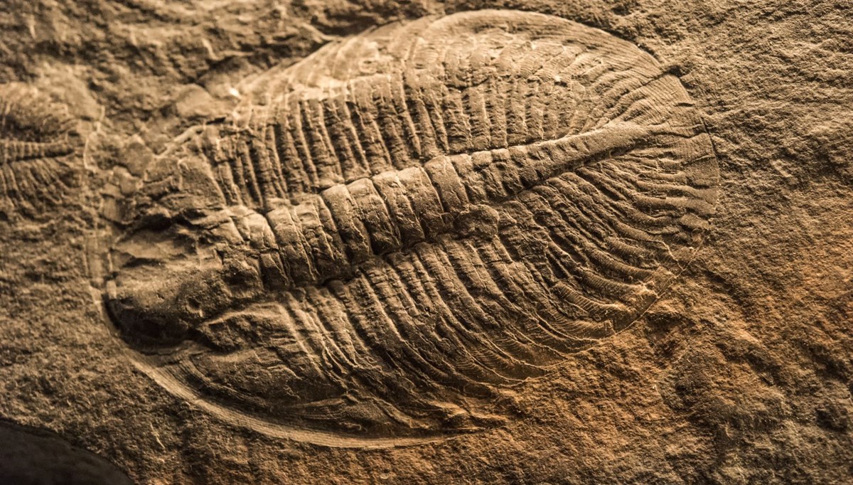 500 milyon yıllık fosil keşfedildi: Türünün en sağlamı