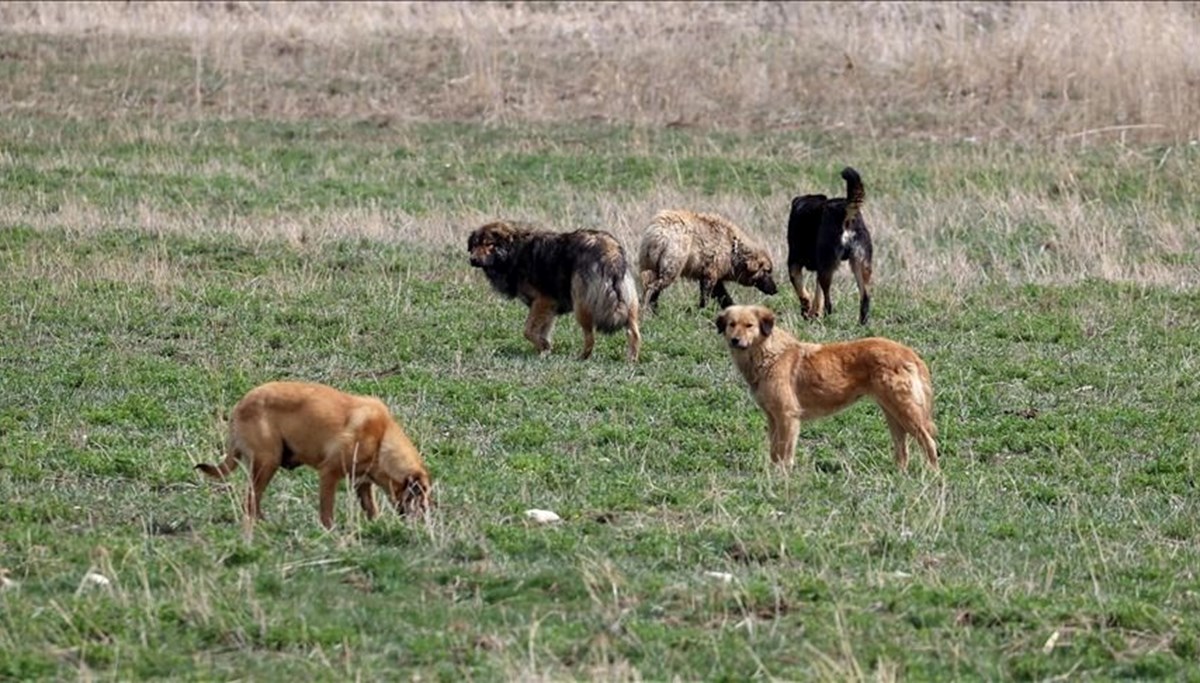 AK Parti'den başıboş köpek düzenlemesiyle ilgili açıklama