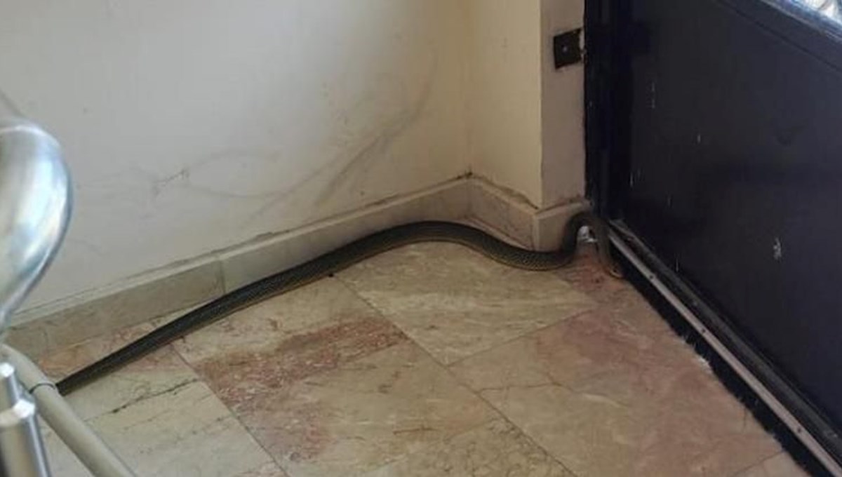 Apartmanda yılan paniği