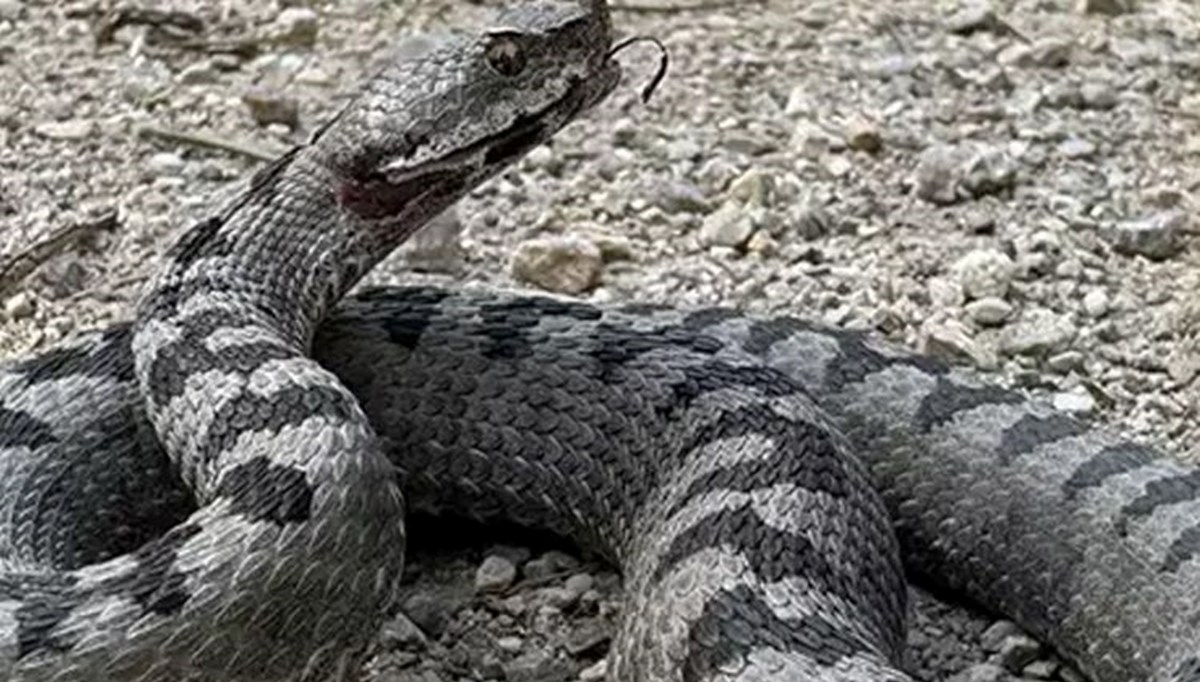 Bolu'da dünyanın en zehirli yılanı görüldü!