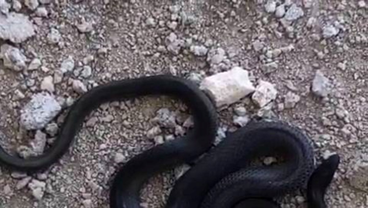 Boyu 3 metreyi aşıyor! İnşaat alanında görülen siyah yılan paniğe neden oldu