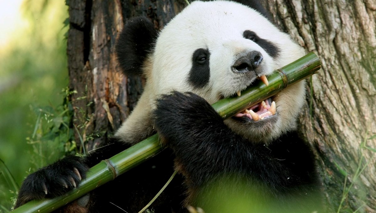 Çin, Avustralya'ya bir çift dev panda gönderme sözü