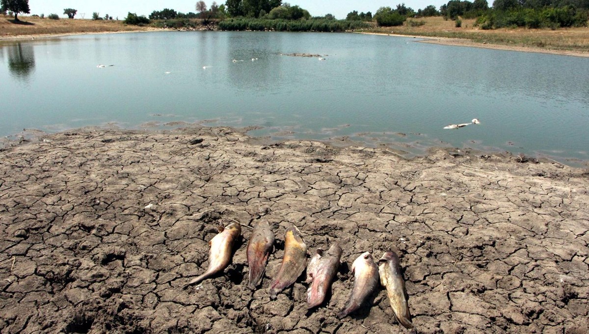 Edirne'de toplu balık ölümleri: Gölette canlı kalmadı