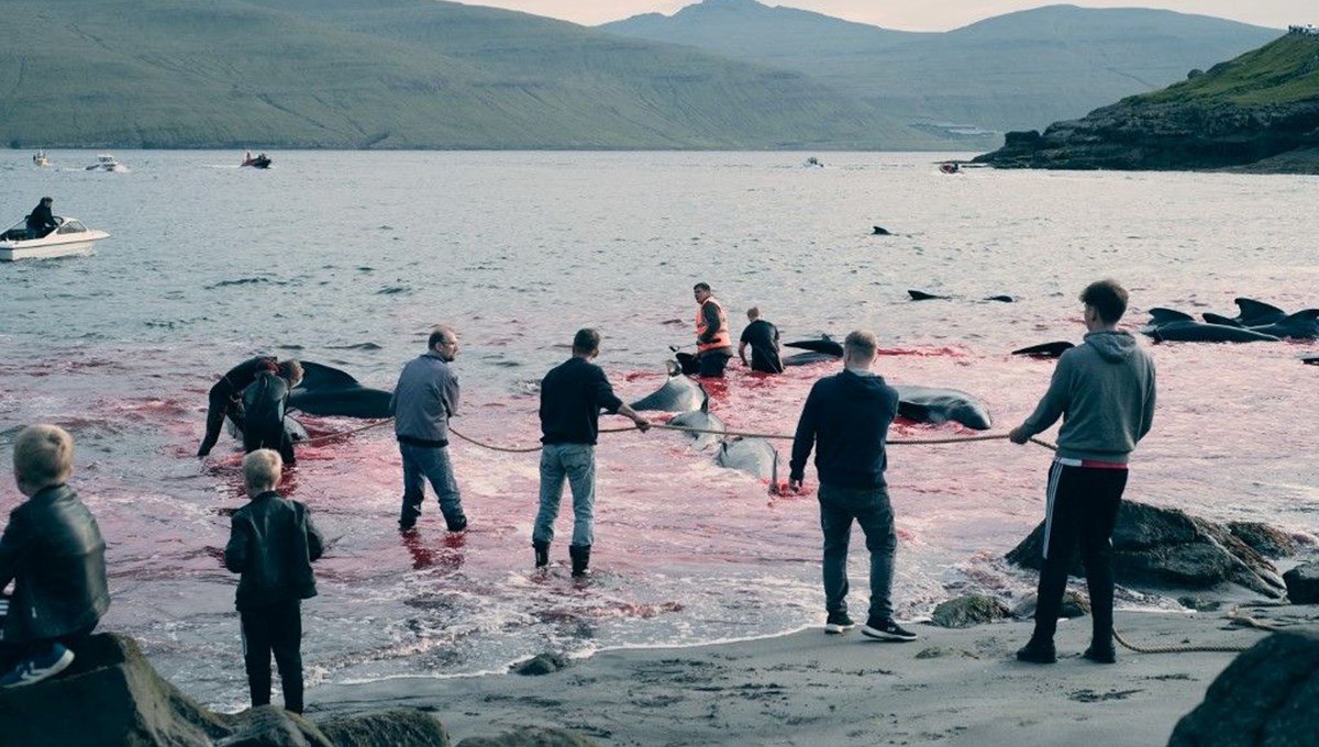 Faroe Adaları'ndaki kanlı gelenek: 138 balina öldürüldü