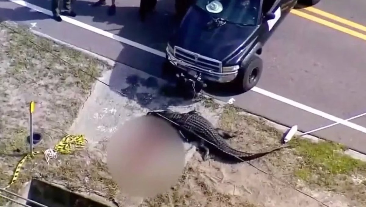 Florida'da bir timsahın midesinde kadın cesedi çıktı