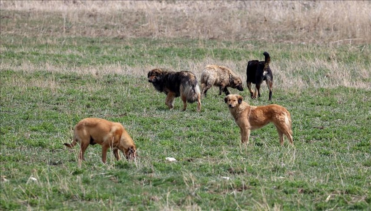 Gaziantep'e 10 sahipsiz hayvan getirildi: Karantinaya alındı