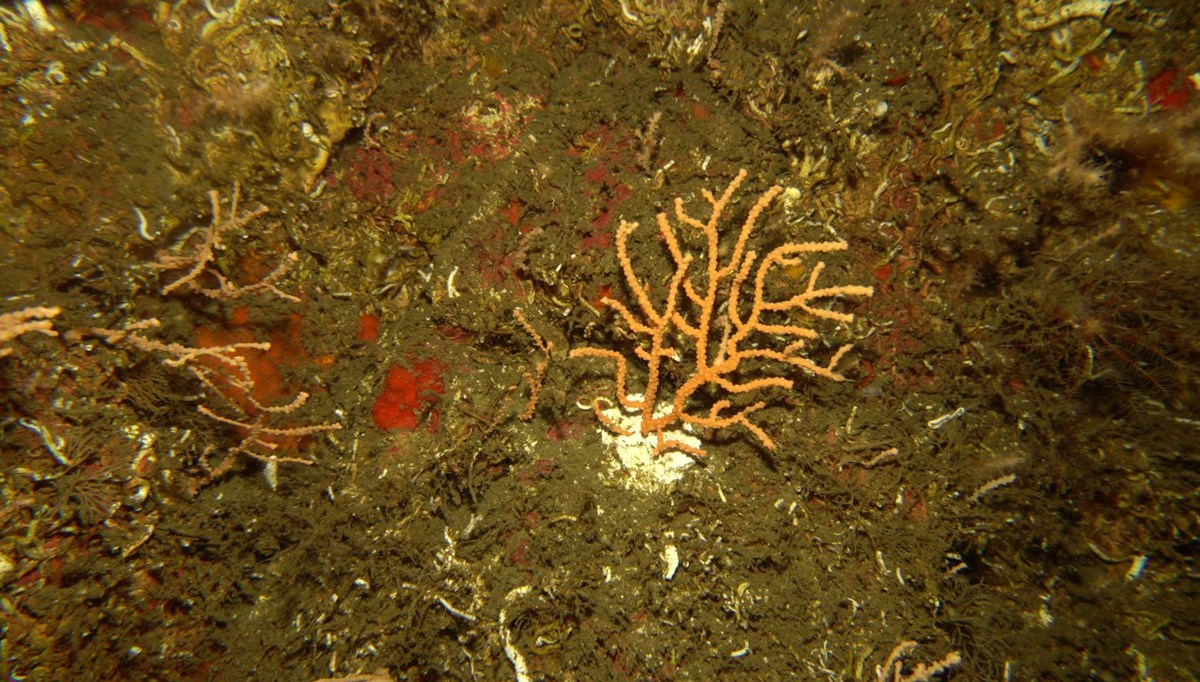 Marmara Denizi’ne ekilen mercanlar iki kat gelişim sağladı, bölgede biyoçeşitlilik artıyor