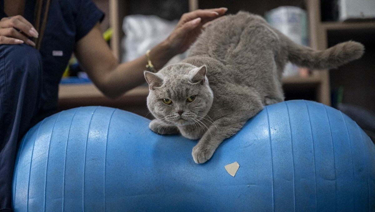 Obez kedi Şiraz'ın muhteşem değişimi: Pilates ve yüzmeyle 6 kilo verdi