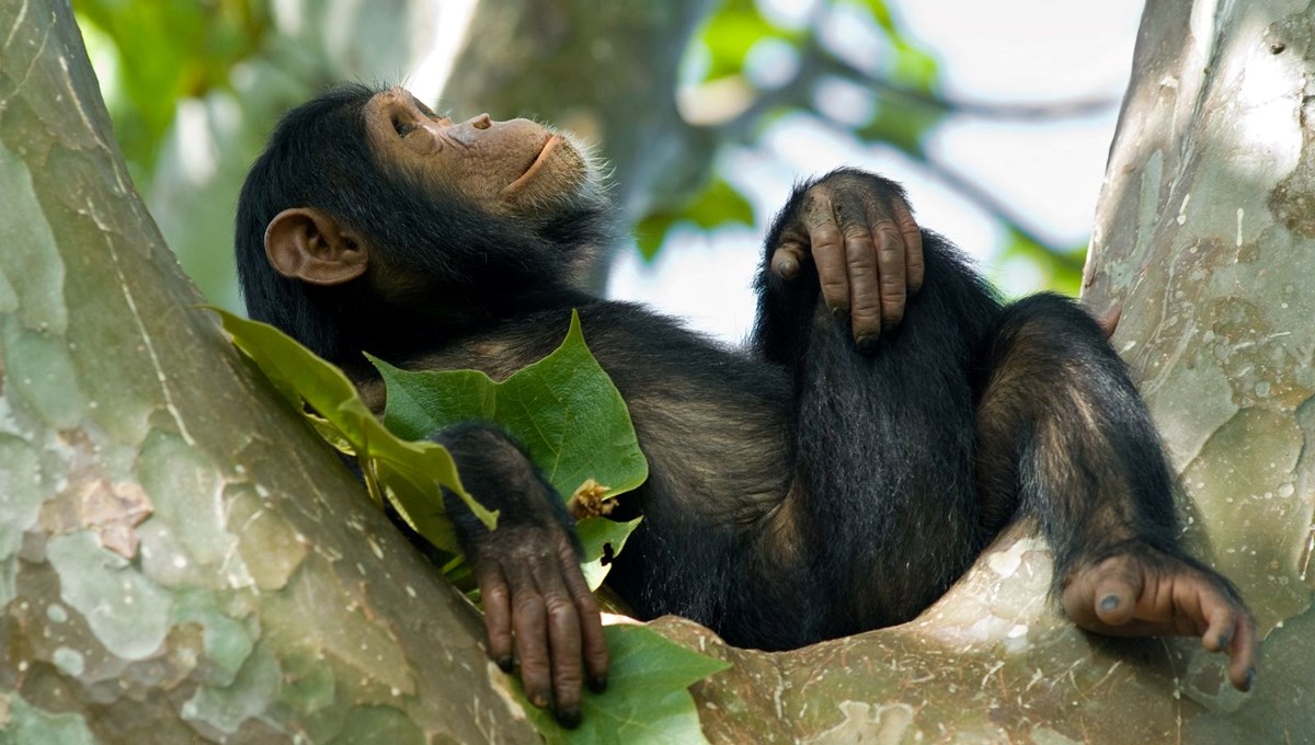 Şempanzelerin iyileşmek için antibiyotik özellikli bitkiler yediği ortaya çıktı