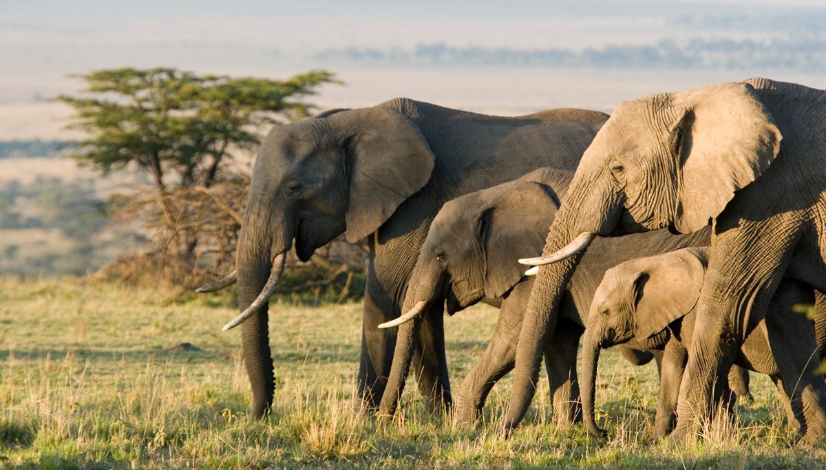 Tayland'da nadir olay: İkiz filler dünyaya geldi