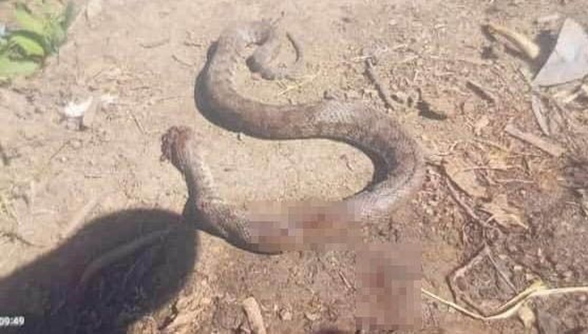 Türkiye'nin en zehirli yılanı!