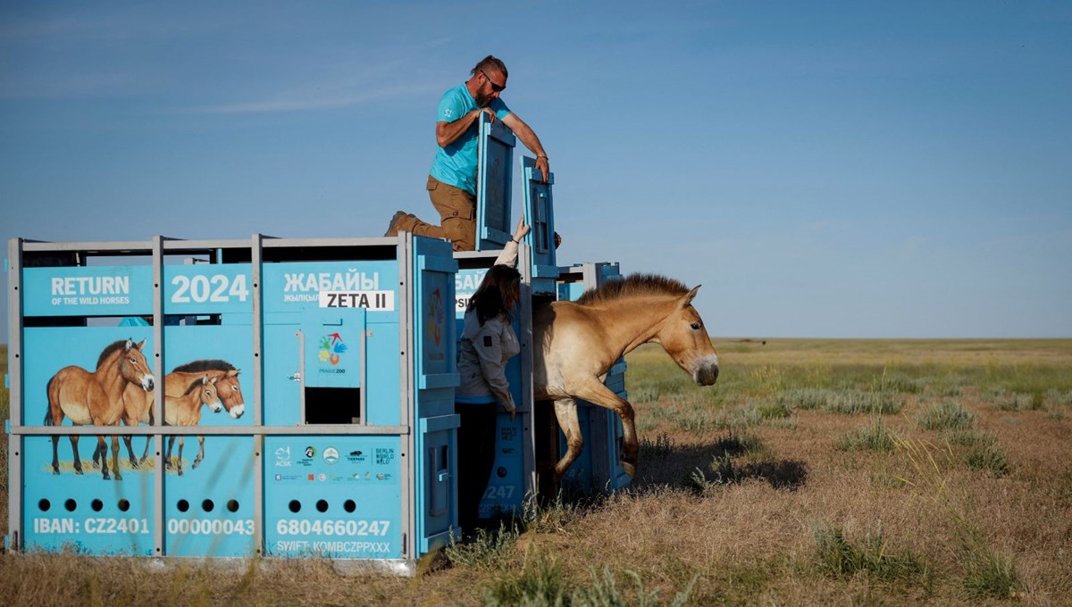 Türünün son örnekleri: Yabani atlar iki asır sonra Kazakistan bozkırlarında