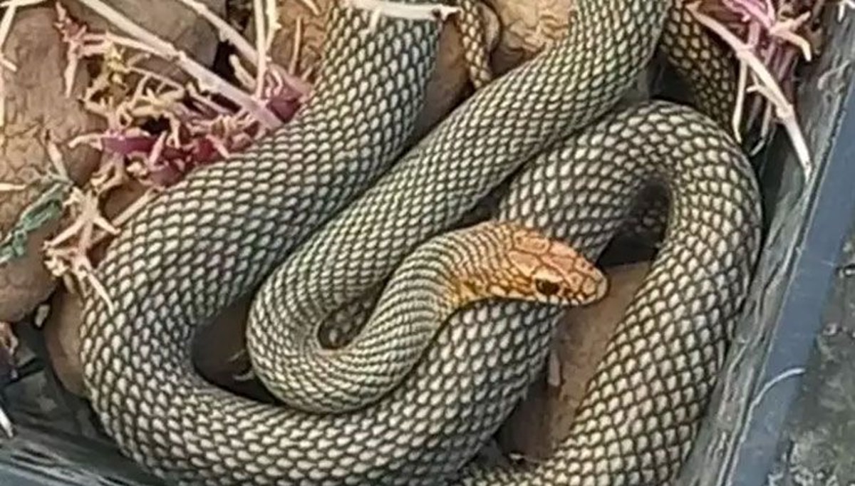 Yer: Bursa! 2 metrelik dev yılan korkuttu