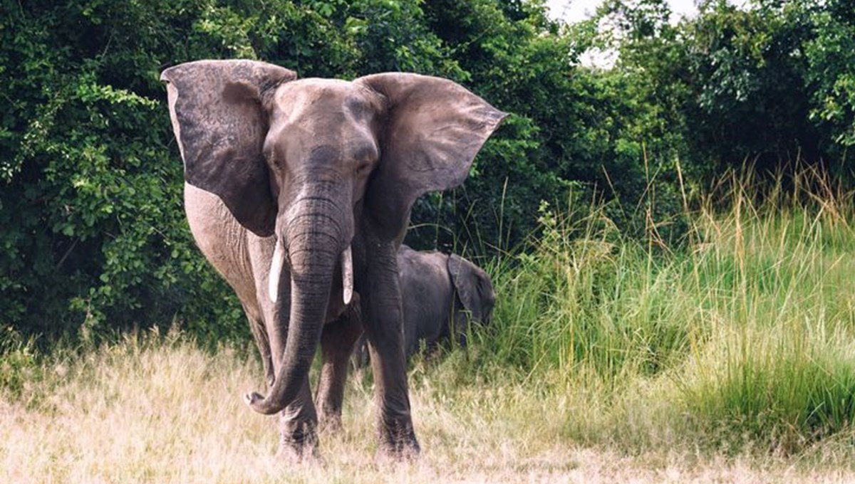 Zambiya'da fil dehşeti: ABD'li turisti ezerek öldürdü