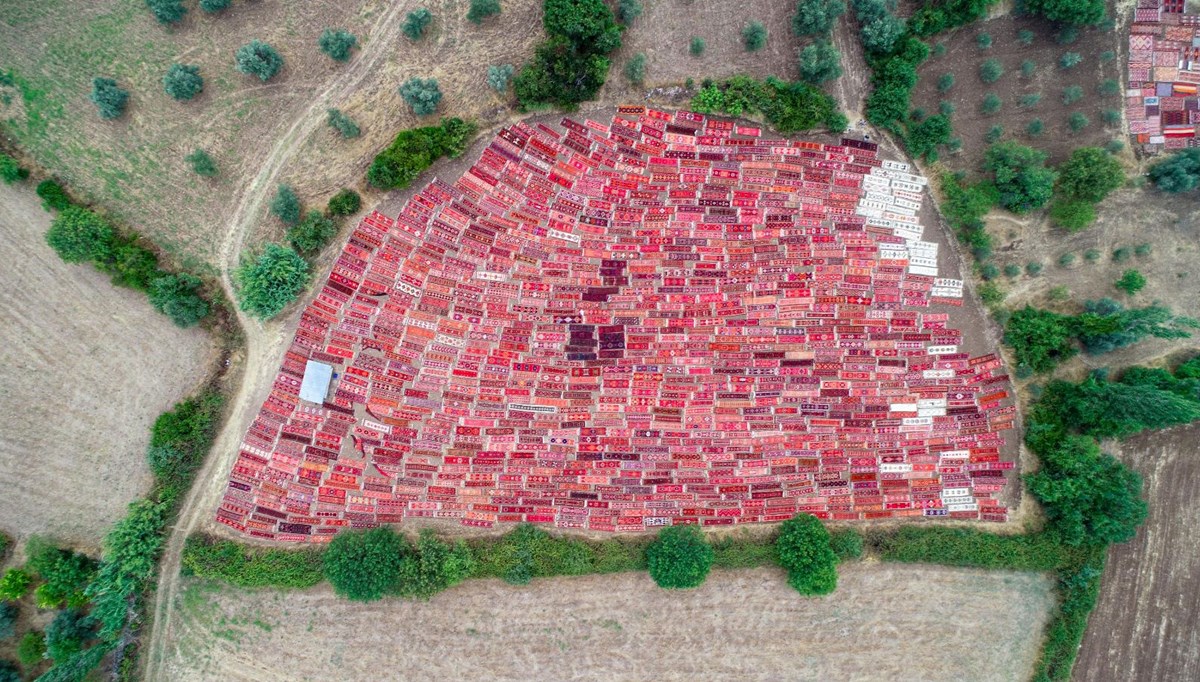 Antalya'da görsel şölen: Buğday tarlası halı tarlasına dönüştü