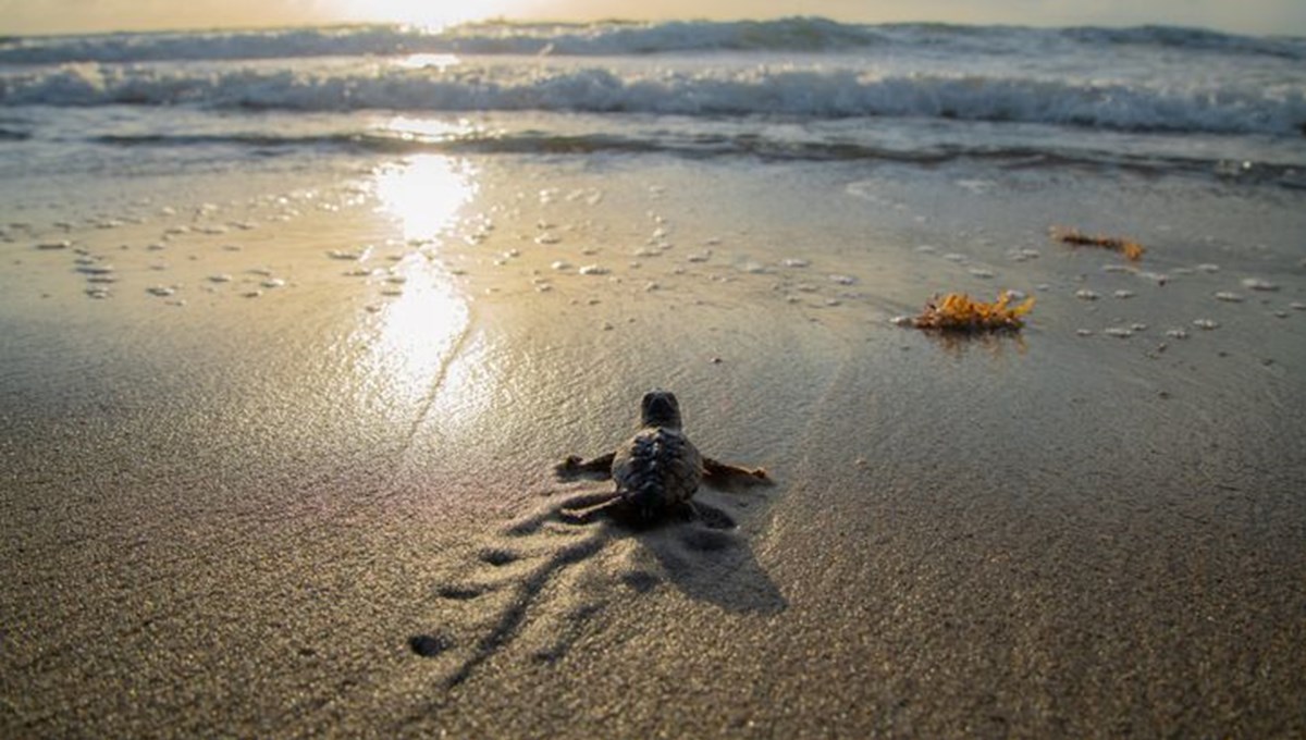 Caretta carettalar ilk adımlarını attı! İki ayda 14 bin kaplumbağa denize ulaştı