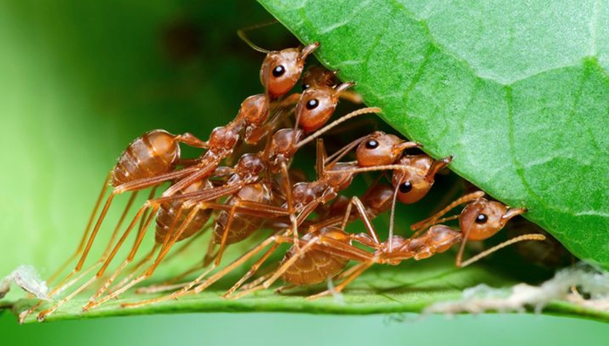 Karıncaların inanılmaz tedavi yöntemi: Yaralılarına ampütasyon uyguluyorlar