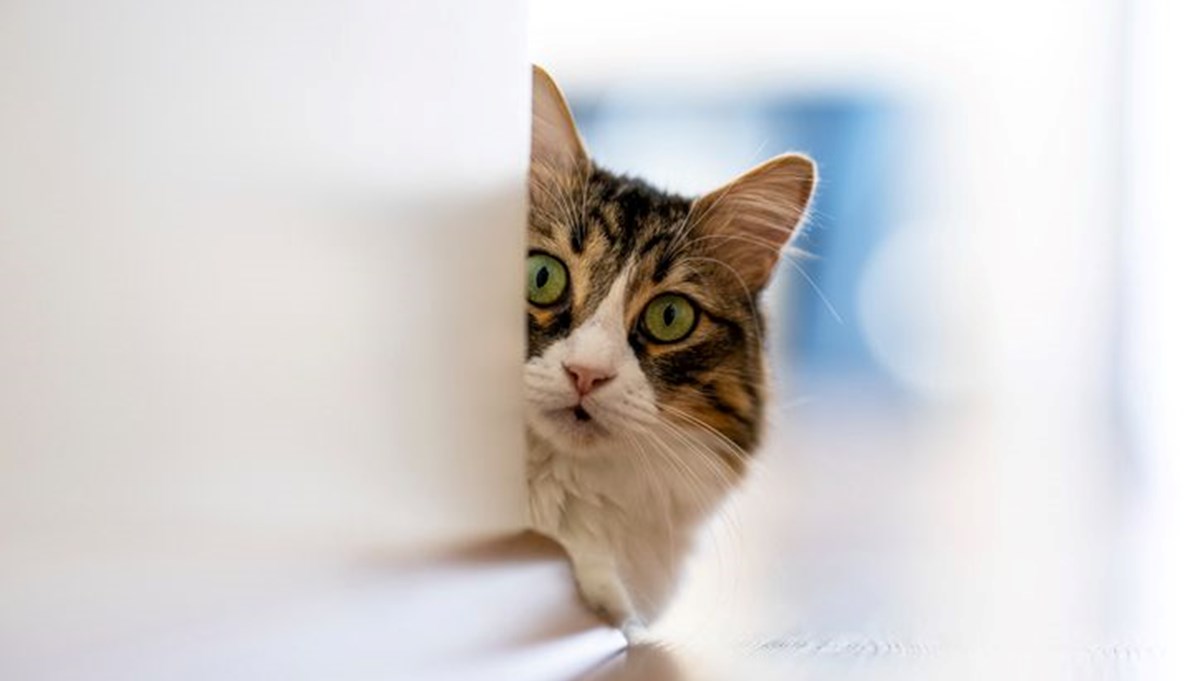 Kimliklendirilen ev hayvanı sayısı 2 milyonu aştı: Zirvede kediler var