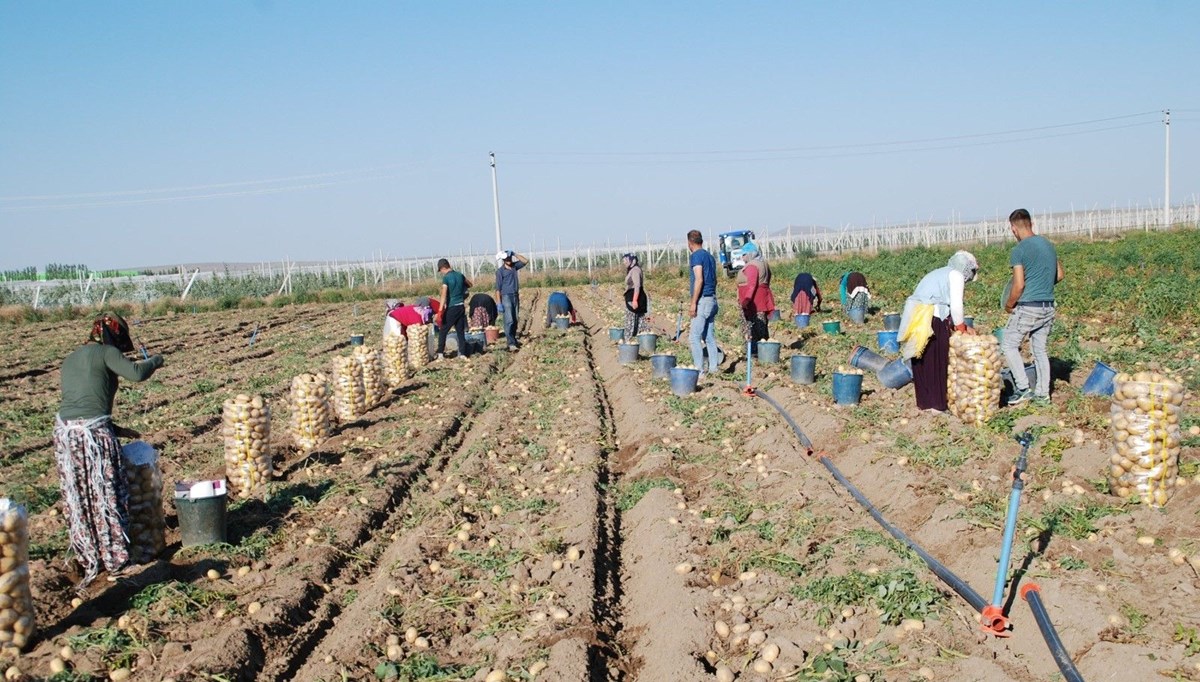 Niğde’den Türkiye'nin dört bir yanına yayılıyor! Üretimi yüzde 200 arttı