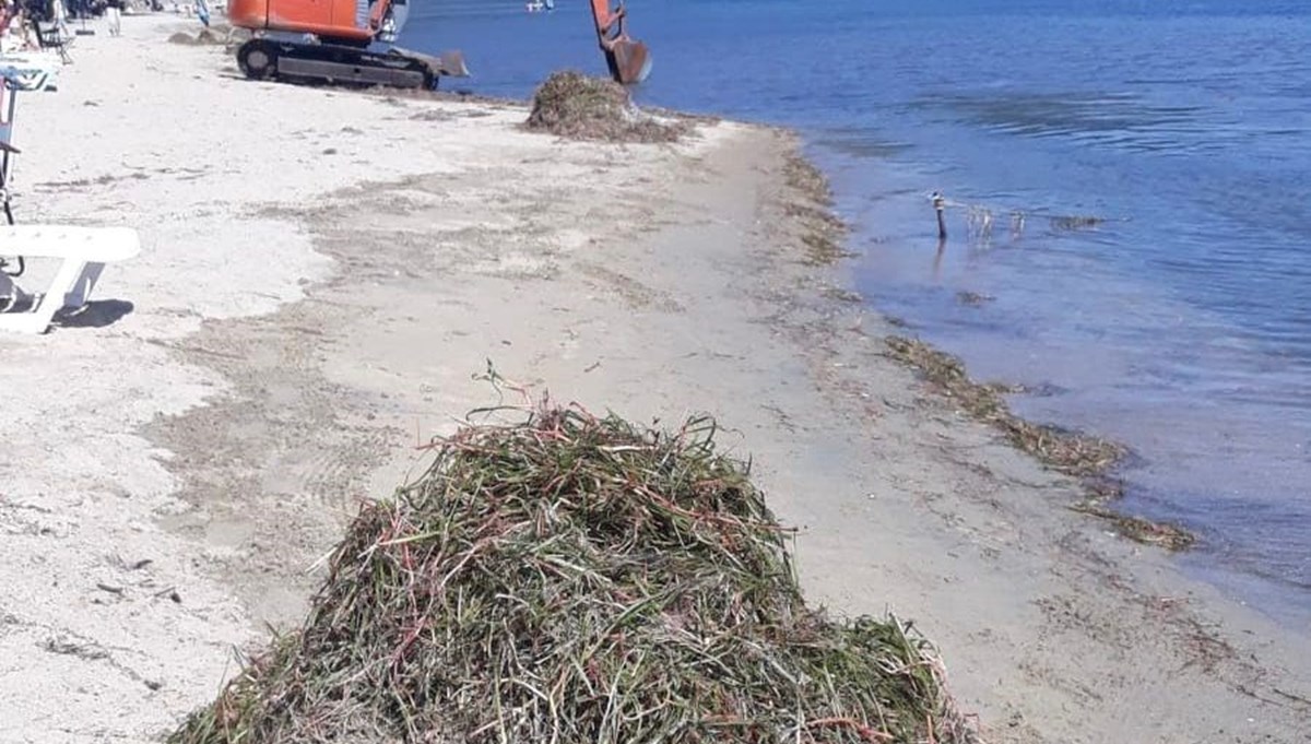 Plajları temizlerken koruma altındaki deniz çayırlarını da kestiler: Valilik inceleme başlattı